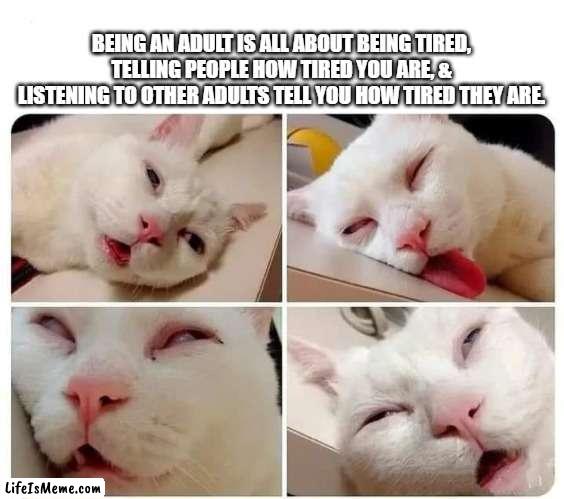 Being an adult is all about being tired | BEING AN ADULT IS ALL ABOUT BEING TIRED, TELLING PEOPLE HOW TIRED YOU ARE, & LISTENING TO OTHER ADULTS TELL YOU HOW TIRED THEY ARE. | image tagged in tired,adult,cat,adulthood,exhausted | made w/ Lifeismeme meme maker