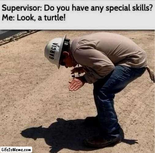 tortle | image tagged in e,ee,eee,eeeeeeee,eeeee,eeee | made w/ Lifeismeme meme maker