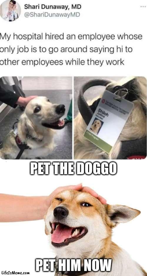 And the winner for "best doggo of the year" goes to: Hospital Doggo! | PET THE DOGGO; PET HIM NOW | image tagged in petting a dog,doggo,doggy,dog,wholesome | made w/ Lifeismeme meme maker