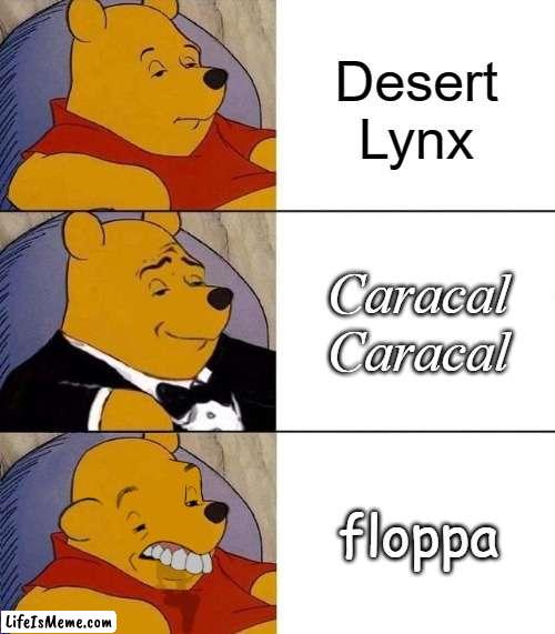 ":nerd:" for real. | Desert Lynx; Caracal Caracal; floppa | image tagged in best better blurst,cats,floppa,tuxedo winnie the pooh | made w/ Lifeismeme meme maker
