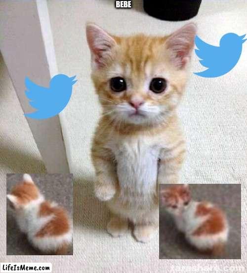 bebe | BEBE | image tagged in memes,cute cat | made w/ Lifeismeme meme maker