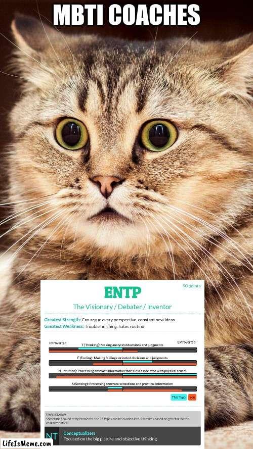 MBTI Coaches | MBTI COACHES | image tagged in shocked cat,entp,myers briggs,mbti,personality,results | made w/ Lifeismeme meme maker
