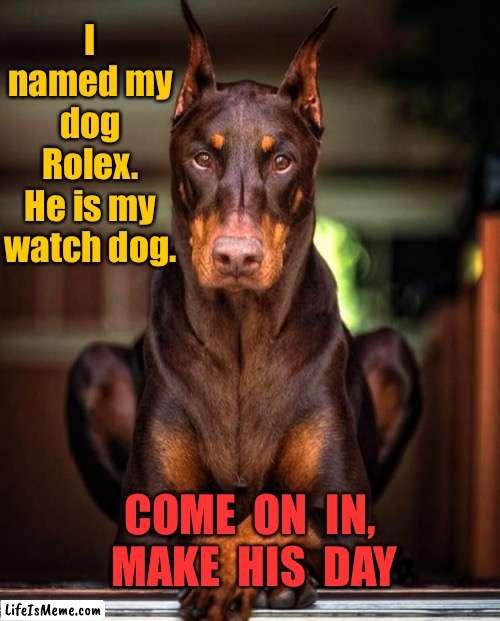 Rolex | I named my dog Rolex.
He is my watch dog. COME  ON  IN,  MAKE  HIS  DAY | image tagged in rolex my watch dog,come on in,make his day,fun | made w/ Lifeismeme meme maker