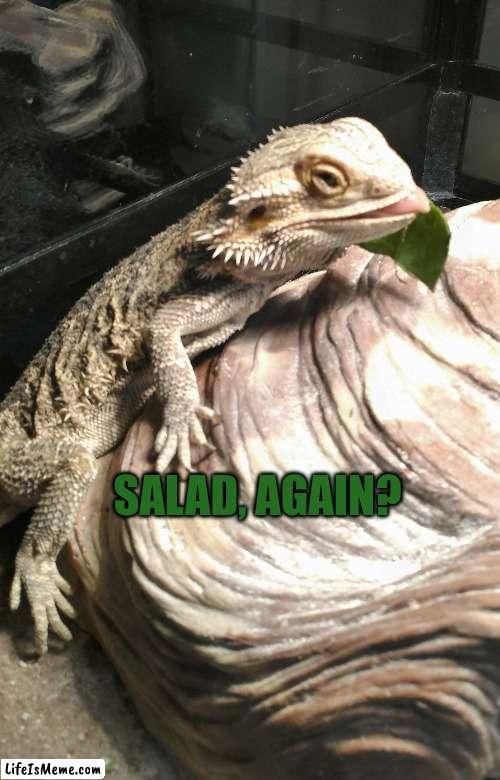 Salad Again? | SALAD, AGAIN? | image tagged in salad,eating healthy | made w/ Lifeismeme meme maker