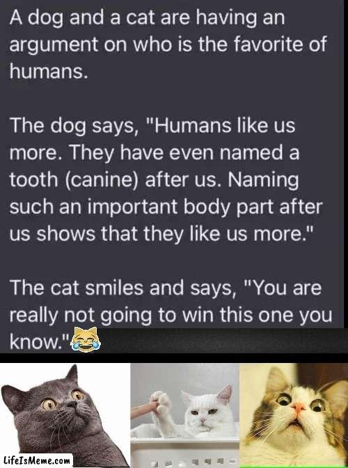 Dogs and Cats | image tagged in fun,funny,dog,cat,imgflip humor,lol | made w/ Lifeismeme meme maker