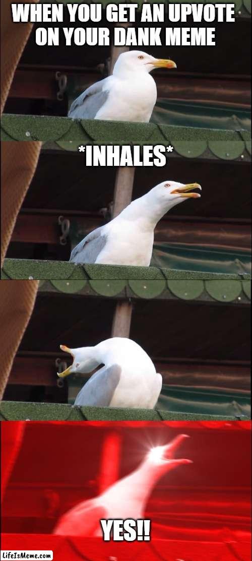 Posting a meme, | WHEN YOU GET AN UPVOTE 
ON YOUR DANK MEME; *INHALES*; YES!! | image tagged in memes,inhaling seagull | made w/ Lifeismeme meme maker