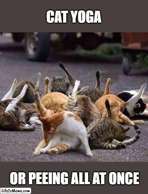 Hard to tell | CAT YOGA; OR PEEING ALL AT ONCE | image tagged in funny meme,cats | made w/ Lifeismeme meme maker