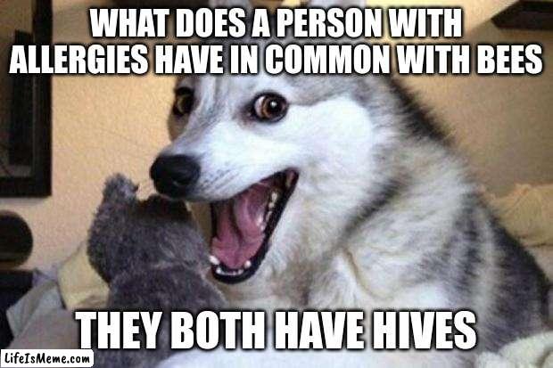 used this in a science presentation | WHAT DOES A PERSON WITH ALLERGIES HAVE IN COMMON WITH BEES; THEY BOTH HAVE HIVES | image tagged in bad pun dog,allergies,bees,bad puns | made w/ Lifeismeme meme maker