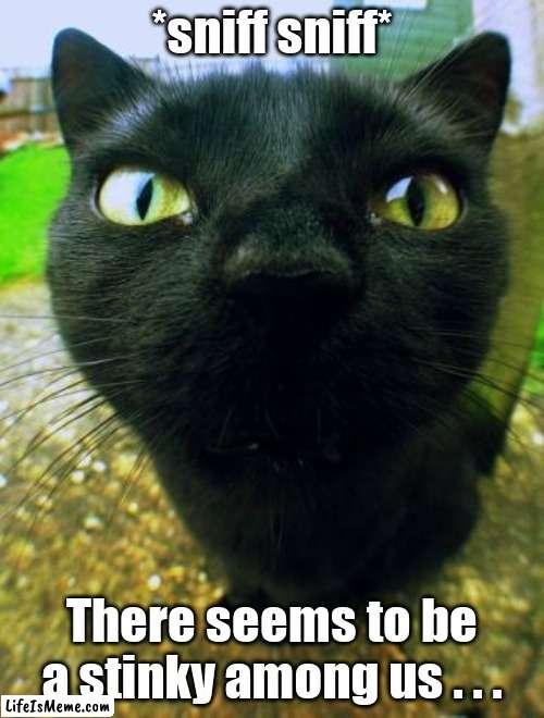 Is it u? | *sniff sniff*; There seems to be a stinky among us . . . | image tagged in stinky,cat,sniff | made w/ Lifeismeme meme maker