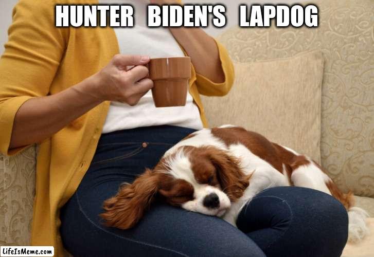 Lapdog | HUNTER   BIDEN'S   LAPDOG | image tagged in lap dog | made w/ Lifeismeme meme maker