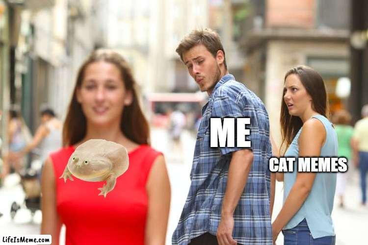 Its Wednesday my dudes | ME; CAT MEMES | image tagged in memes,distracted boyfriend | made w/ Lifeismeme meme maker