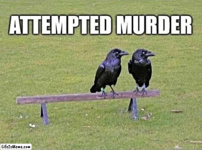 Not a group of ravens | image tagged in raven,bird | made w/ Lifeismeme meme maker