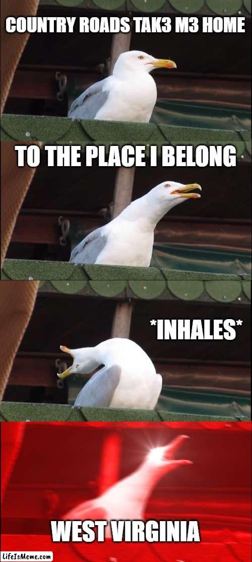 My Home | COUNTRY ROADS TAK3 M3 HOME; TO THE PLACE I BELONG; *INHALES*; WEST VIRGINIA | image tagged in memes,inhaling seagull | made w/ Lifeismeme meme maker