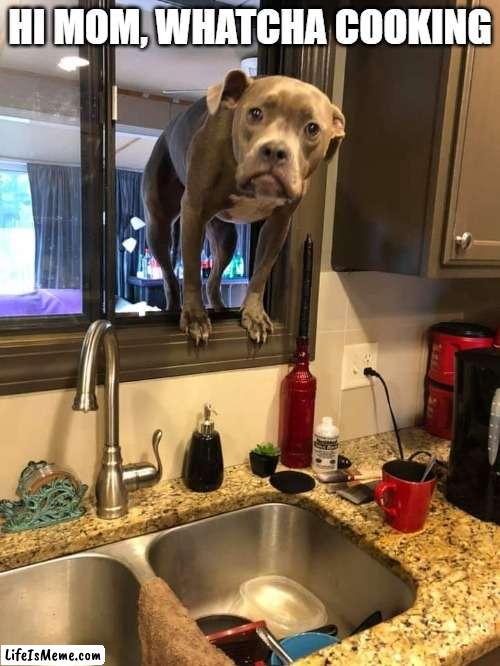 Hungry Hungry pit bull | HI MOM, WHATCHA COOKING | image tagged in pit bull,dogs,pet humor,food,family,curiosity | made w/ Lifeismeme meme maker