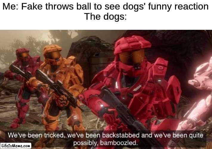 faked out juked out bamboozled | Me: Fake throws ball to see dogs' funny reaction
The dogs: | image tagged in we've been tricked,funny,memes,fun | made w/ Lifeismeme meme maker