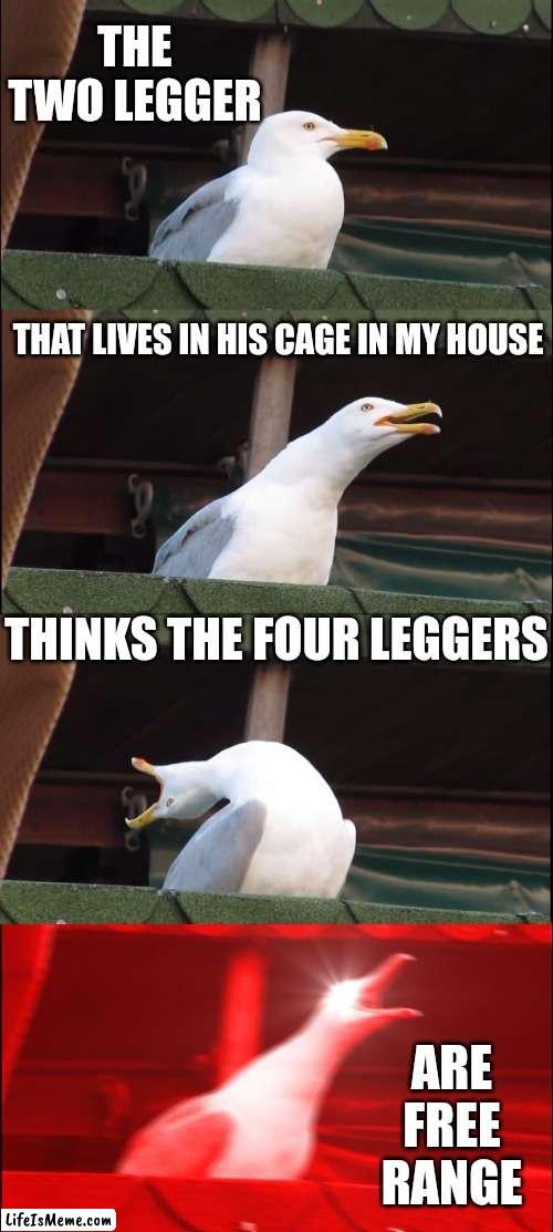 I Am The Guardian Of A Dove, Darling Is His Name.  Darling And I Think The Dogs And Cats Are Like ... Buffalo | THE TWO LEGGER; THAT LIVES IN HIS CAGE IN MY HOUSE; THINKS THE FOUR LEGGERS; ARE FREE RANGE | image tagged in memes,inhaling seagull,free range,wild and free,roamers,two leggers vs four leggers | made w/ Lifeismeme meme maker