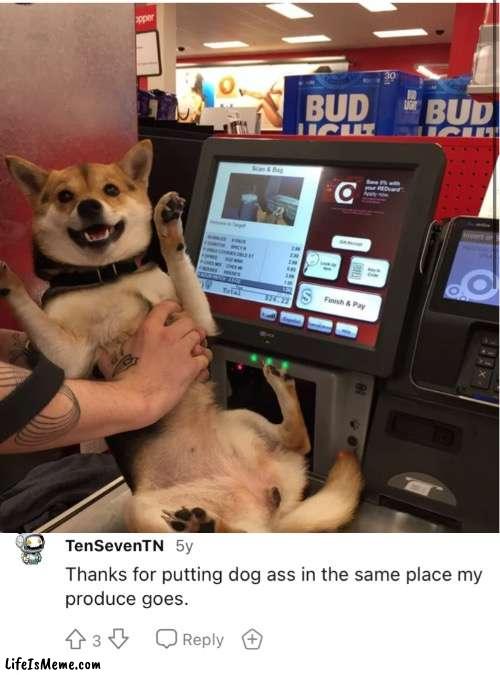 Lol ? | image tagged in memes,funny,doge,dog,reddit,cute dog | made w/ Lifeismeme meme maker