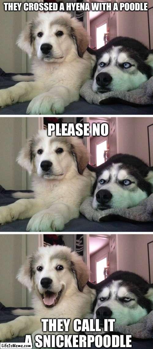 Bad pun dogs | THEY CROSSED A HYENA WITH A POODLE; PLEASE NO; THEY CALL IT A SNICKERPOODLE | image tagged in bad pun dogs | made w/ Lifeismeme meme maker