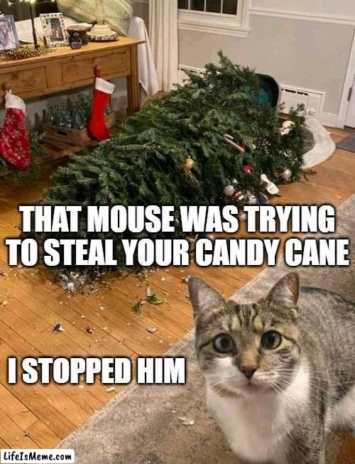 christmas tree | THAT MOUSE WAS TRYING TO STEAL YOUR CANDY CANE; I STOPPED HIM | image tagged in chritmass tree/cat | made w/ Lifeismeme meme maker
