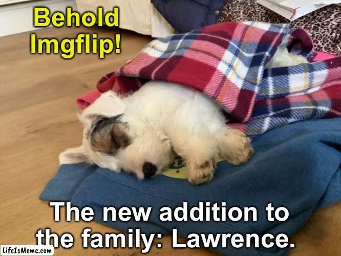 He's the best dog in the world, no competition of course ;) | Behold Lifeismeme! The new addition to the family: Lawrence. | image tagged in memes,unfunny | made w/ Lifeismeme meme maker