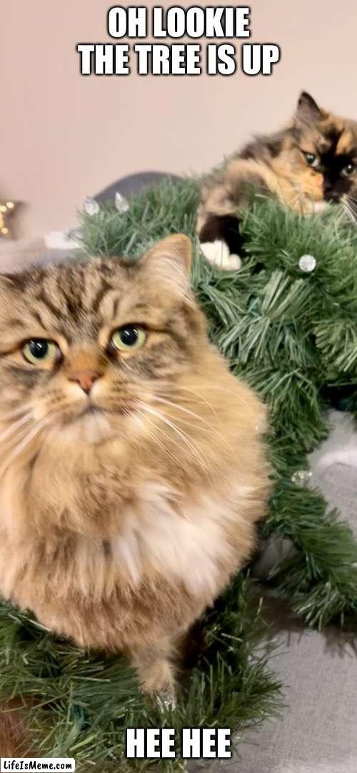 Bad kitty | OH LOOKIE THE TREE IS UP; HEE HEE | image tagged in christmas memes | made w/ Lifeismeme meme maker