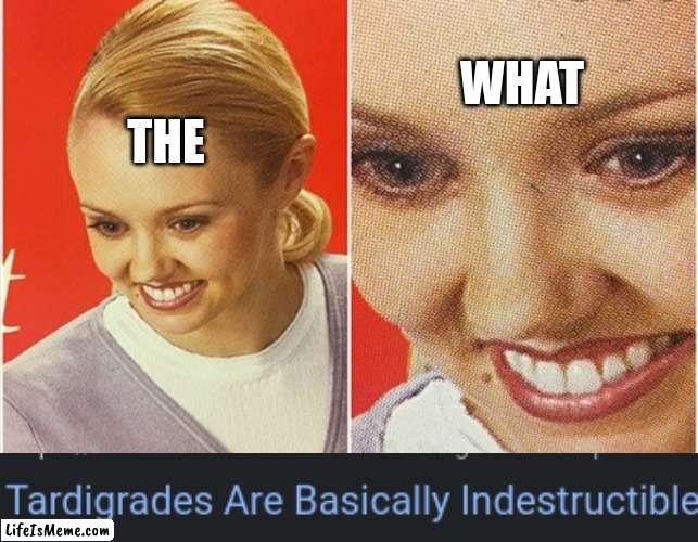 WAIT TARDIGRADE? | WHAT; THE | image tagged in wait what | made w/ Lifeismeme meme maker