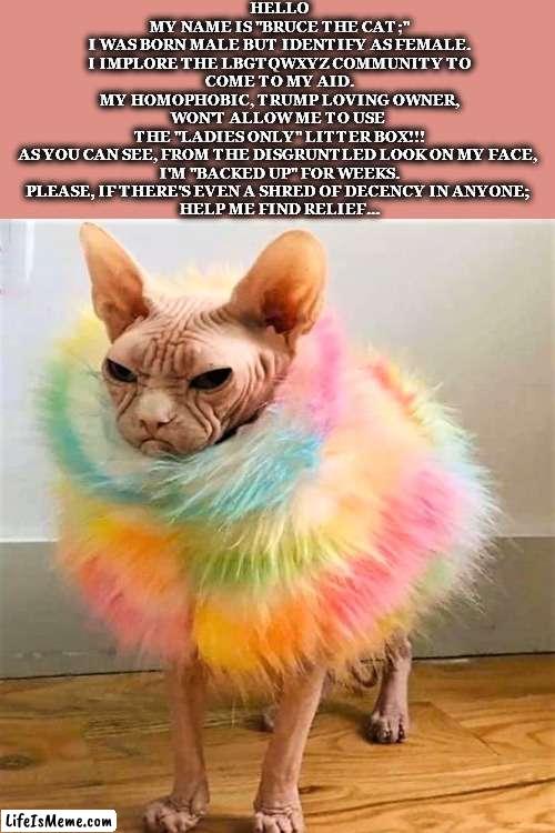 Bruce The Transgender Cat | HELLO
MY NAME IS "BRUCE THE CAT;"
I WAS BORN MALE BUT IDENTIFY AS FEMALE.
I IMPLORE THE LBGTQWXYZ COMMUNITY TO
COME TO MY AID.
MY HOMOPHOBIC, TRUMP LOVING OWNER,
WON'T ALLOW ME TO USE 
THE "LADIES ONLY" LITTER BOX!!!
AS YOU CAN SEE, FROM THE DISGRUNTLED LOOK ON MY FACE, 
I'M "BACKED UP" FOR WEEKS.
PLEASE, IF THERE'S EVEN A SHRED OF DECENCY IN ANYONE; 
HELP ME FIND RELIEF... | image tagged in funny memes,funny cats,funny animals | made w/ Lifeismeme meme maker