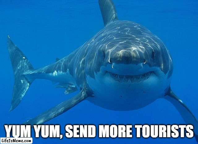 great white shark  | YUM YUM, SEND MORE TOURISTS | image tagged in great white shark | made w/ Lifeismeme meme maker