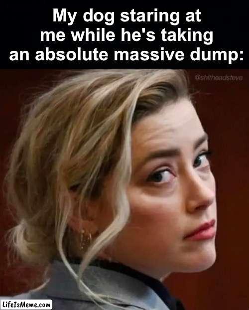 I always feel afraid when he does this for some reason | My dog staring at me while he's taking an absolute massive dump: | image tagged in memes,unfunny | made w/ Lifeismeme meme maker