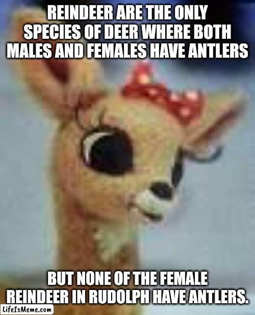 clarice rudolph | REINDEER ARE THE ONLY SPECIES OF DEER WHERE BOTH MALES AND FEMALES HAVE ANTLERS; BUT NONE OF THE FEMALE REINDEER IN RUDOLPH HAVE ANTLERS. | image tagged in clarice rudolph | made w/ Lifeismeme meme maker