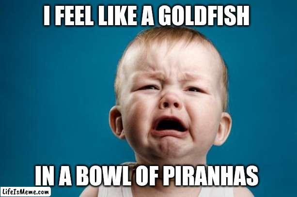 BABY CRYING | I FEEL LIKE A GOLDFISH; IN A BOWL OF PIRANHAS | image tagged in baby crying | made w/ Lifeismeme meme maker