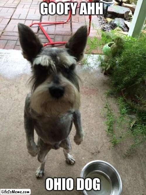 Ohio dog encounter | GOOFY AHH; OHIO DOG | image tagged in angry dog,ohio | made w/ Lifeismeme meme maker