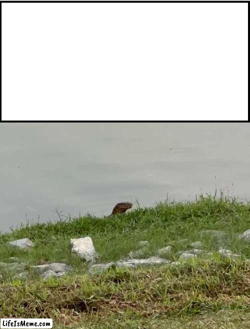 Pinoy New Meme Lizard in Lake | image tagged in lizards,lake | made w/ Lifeismeme meme maker