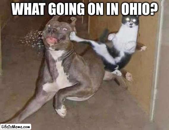 Like seriously man, WHAT? | WHAT GOING ON IN OHIO? | image tagged in get rekt,ohioo,ohio | made w/ Lifeismeme meme maker