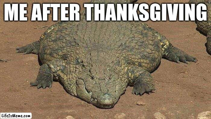 Thicc crocodile | ME AFTER THANKSGIVING | image tagged in thicc crocodile | made w/ Lifeismeme meme maker
