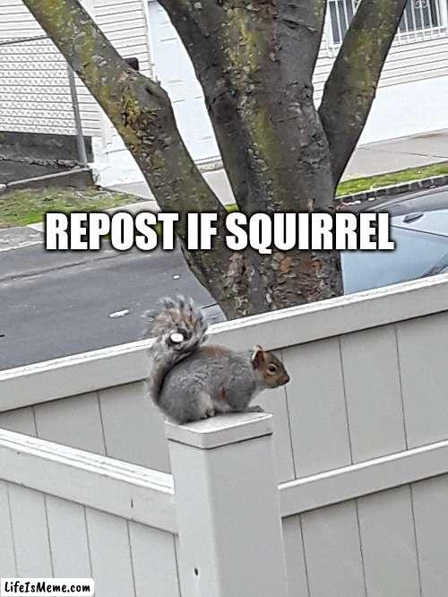 Repost if squirrel | REPOST IF SQUIRREL | image tagged in squirrel | made w/ Lifeismeme meme maker