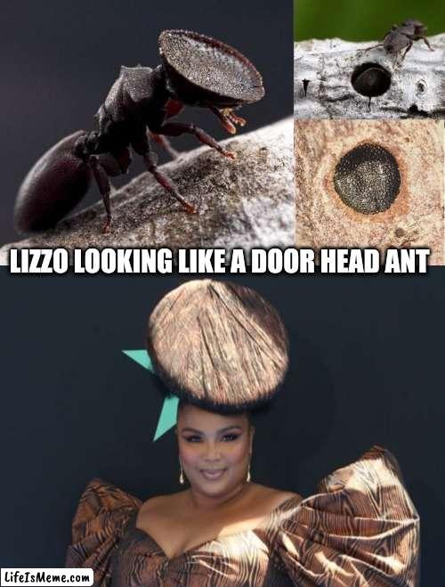 Door head ant | LIZZO LOOKING LIKE A DOOR HEAD ANT | image tagged in lizzo,nature,funny memes,animals to humans,celebrity | made w/ Lifeismeme meme maker