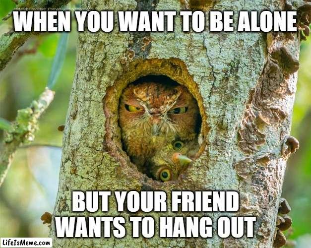 just leave me alone | WHEN YOU WANT TO BE ALONE; BUT YOUR FRIEND WANTS TO HANG OUT | image tagged in owls,antisocial,friends,friendship | made w/ Lifeismeme meme maker