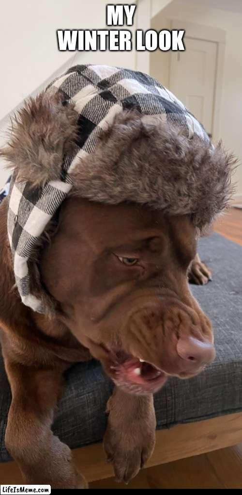 Dog Outfit | MY WINTER LOOK | image tagged in winter is here | made w/ Lifeismeme meme maker