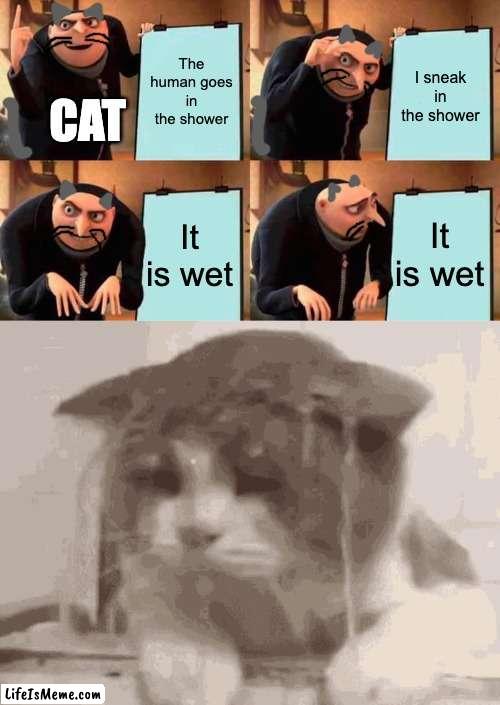 Cats... | The human goes in the shower; I sneak in the shower; CAT; It is wet; It is wet | image tagged in memes,gru's plan,wet cat,cats | made w/ Lifeismeme meme maker