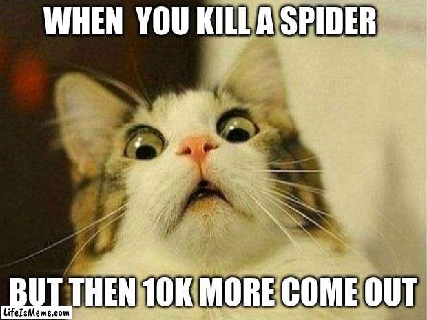omg not the spiders | WHEN  YOU KILL A SPIDER; BUT THEN 10K MORE COME OUT | image tagged in memes,scared cat | made w/ Lifeismeme meme maker