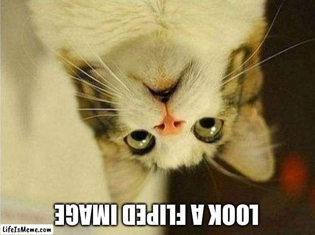 comidy | LOOK A FLIPED IMAGE | image tagged in memes,scared cat | made w/ Lifeismeme meme maker