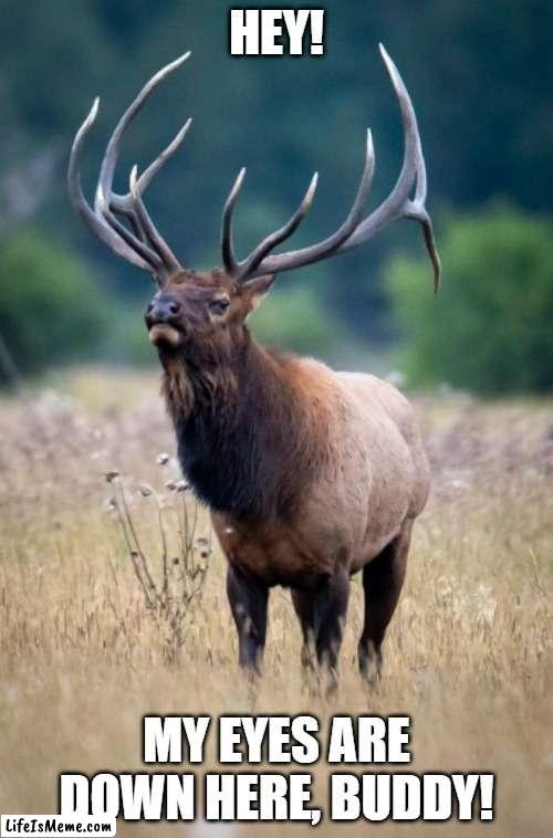 Nice rack! | HEY! MY EYES ARE DOWN HERE, BUDDY! | image tagged in hunting | made w/ Lifeismeme meme maker