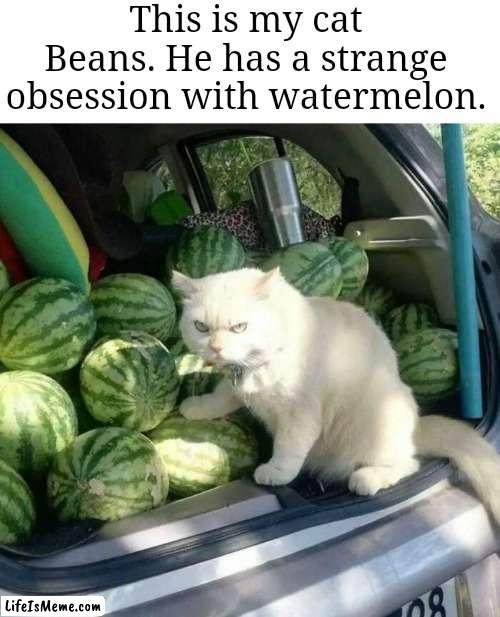 I took him to the market today and there was a shipment of watermelon coming in | This is my cat Beans. He has a strange obsession with watermelon. | image tagged in cats,cat,watermelon,obsession | made w/ Lifeismeme meme maker