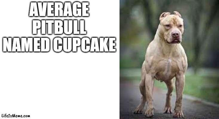 this dog is so sweeet | AVERAGE PITBULL NAMED CUPCAKE | image tagged in dogs,memes,pitbulls | made w/ Lifeismeme meme maker