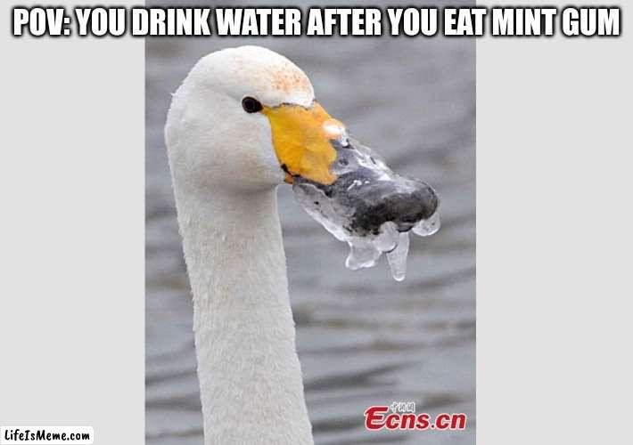 my mouth is frozen | POV: YOU DRINK WATER AFTER YOU EAT MINT GUM | image tagged in duck,frozen,gum,dumb | made w/ Lifeismeme meme maker