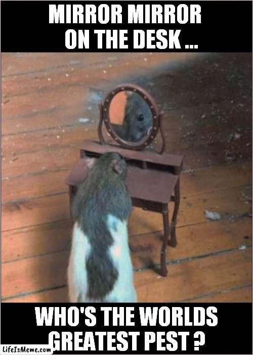 Proud To Be A Rat ! | MIRROR MIRROR 
  ON THE DESK ... WHO'S THE WORLDS GREATEST PEST ? | image tagged in fun,rat,mirror mirror,pests | made w/ Lifeismeme meme maker