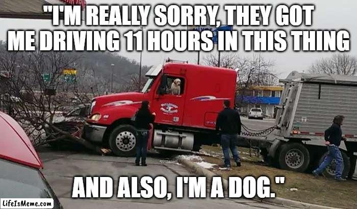 Truck Driving Dog | "I'M REALLY SORRY, THEY GOT ME DRIVING 11 HOURS IN THIS THING; AND ALSO, I'M A DOG." | image tagged in semi,trucking,truck driver,dog,otr,accident | made w/ Lifeismeme meme maker